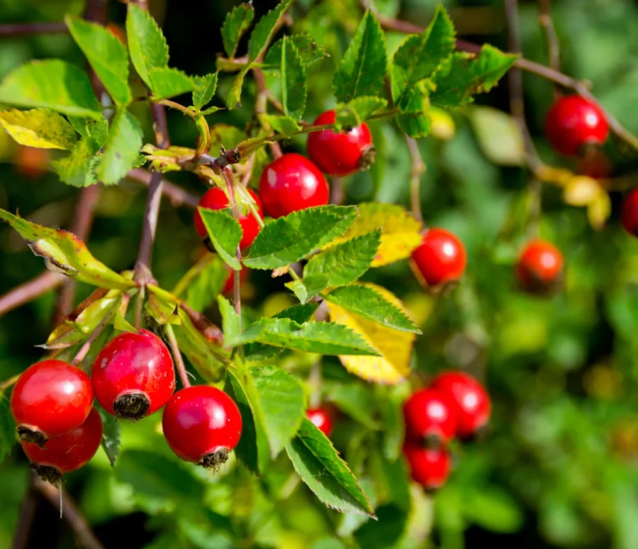 benefits_of_rosehip_oil_for_mens_skin.jpg